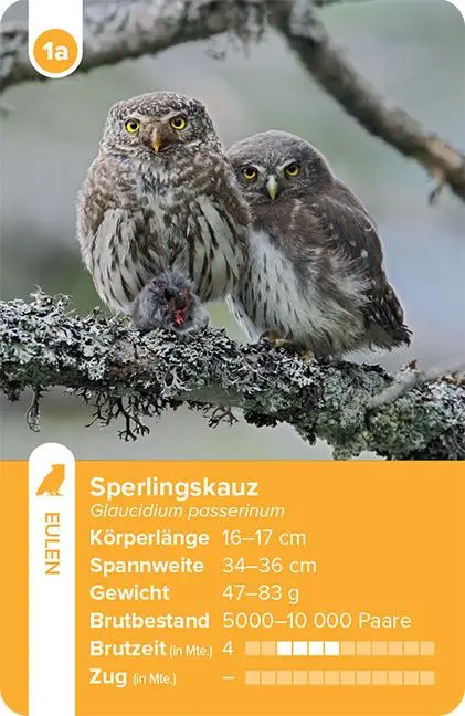 Bild: 9783258800028 | Einheimische Vogelarten - das Quartett-Spiel | Haupt Verlag | Spiel