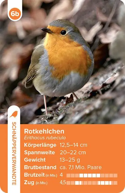 Bild: 9783258800028 | Einheimische Vogelarten - das Quartett-Spiel | Haupt Verlag | Spiel
