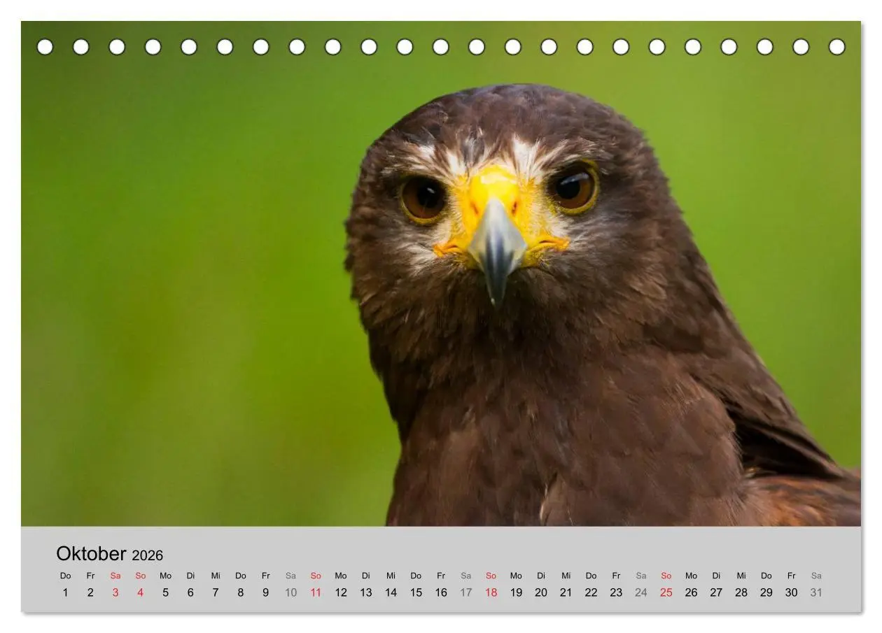 Bild: 9783516120028 | Scharfblick (Tischkalender 2026 DIN A5 quer), CALVENDO Monatskalender