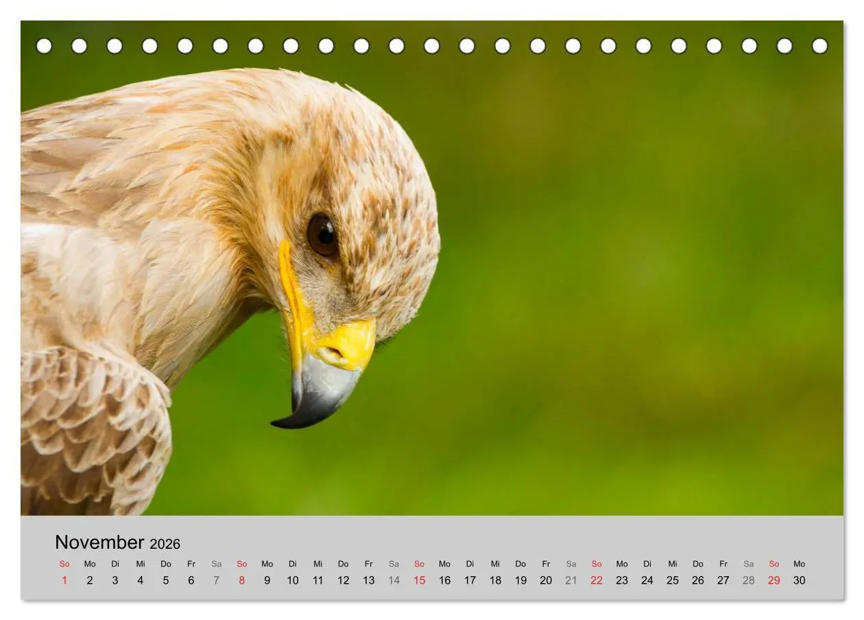 Bild: 9783516120028 | Scharfblick (Tischkalender 2026 DIN A5 quer), CALVENDO Monatskalender