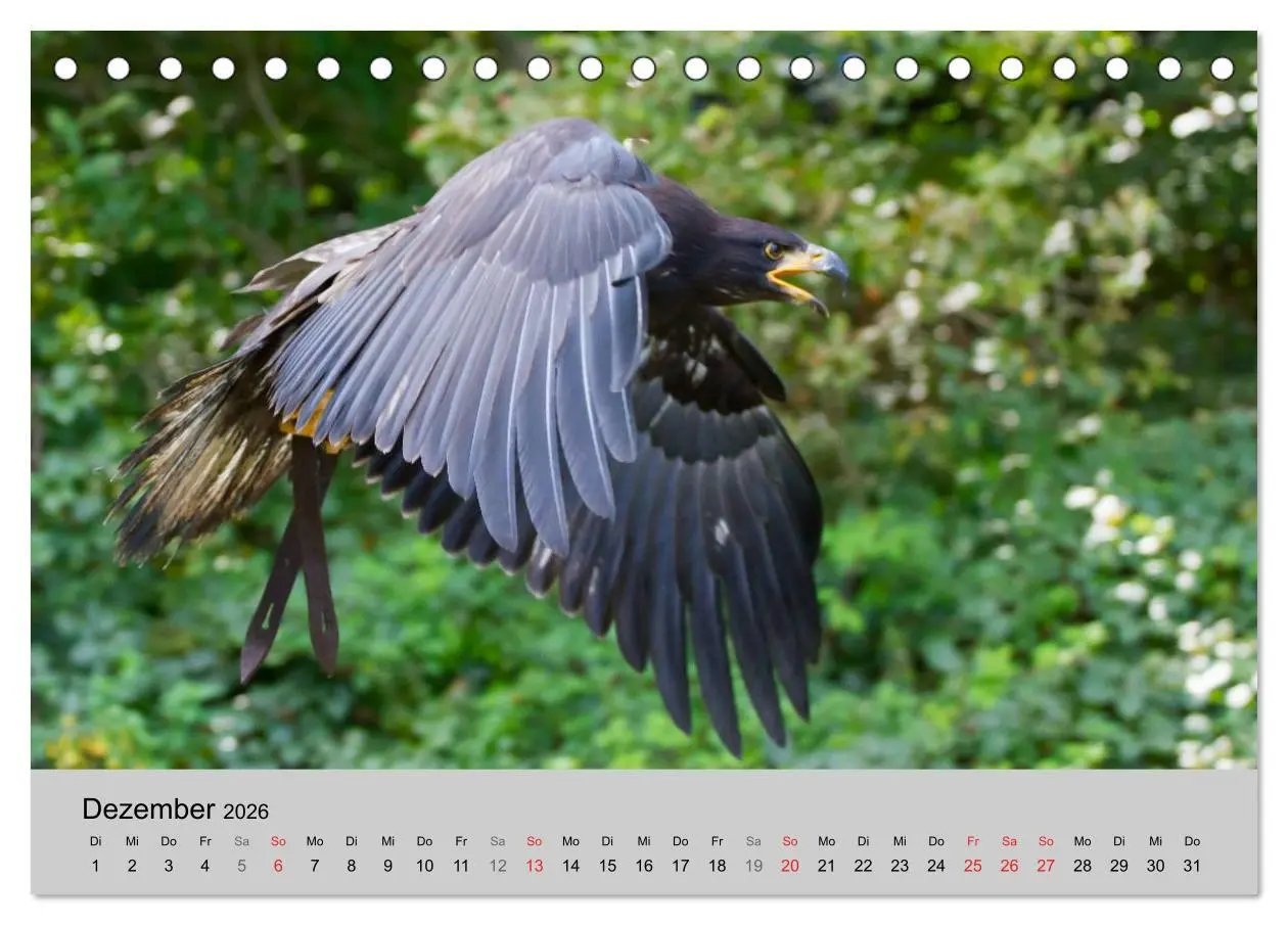 Bild: 9783516120028 | Scharfblick (Tischkalender 2026 DIN A5 quer), CALVENDO Monatskalender