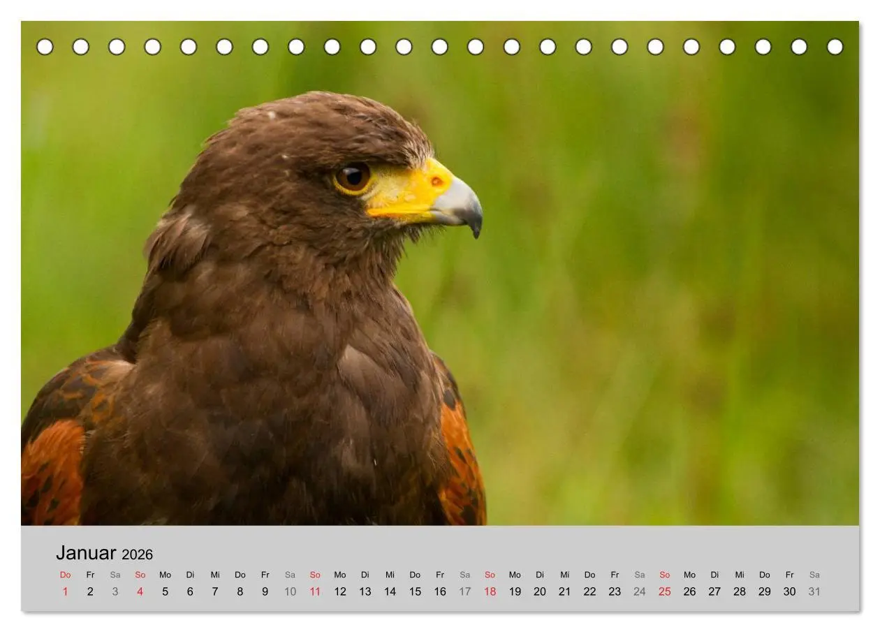 Bild: 9783516120028 | Scharfblick (Tischkalender 2026 DIN A5 quer), CALVENDO Monatskalender