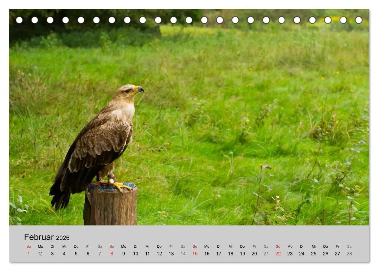 Bild: 9783516120028 | Scharfblick (Tischkalender 2026 DIN A5 quer), CALVENDO Monatskalender