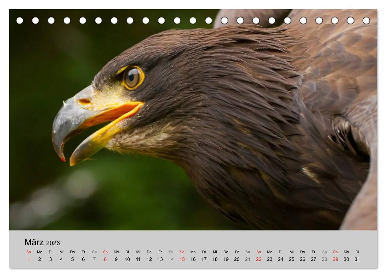 Bild: 9783516120028 | Scharfblick (Tischkalender 2026 DIN A5 quer), CALVENDO Monatskalender