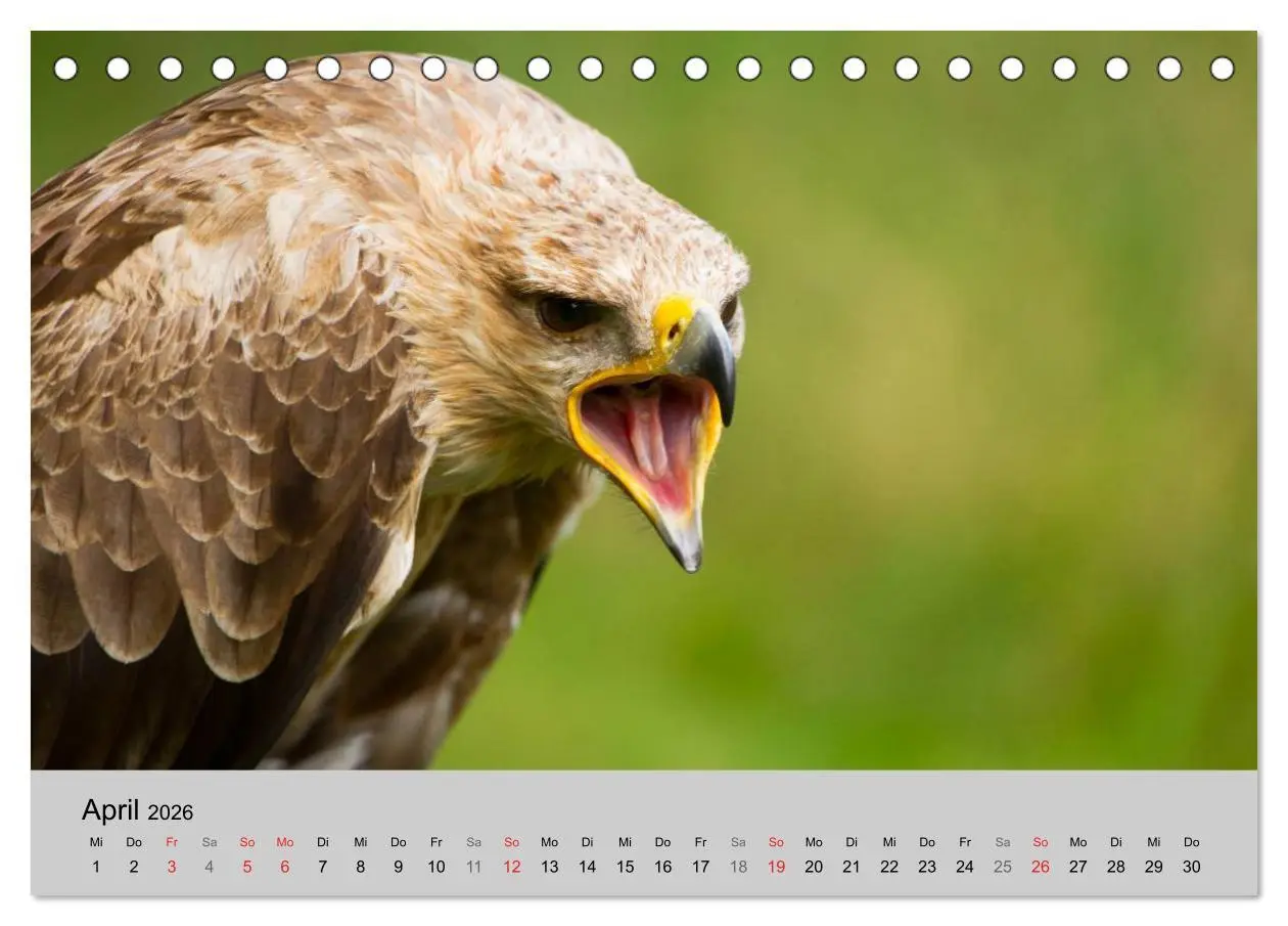 Bild: 9783516120028 | Scharfblick (Tischkalender 2026 DIN A5 quer), CALVENDO Monatskalender