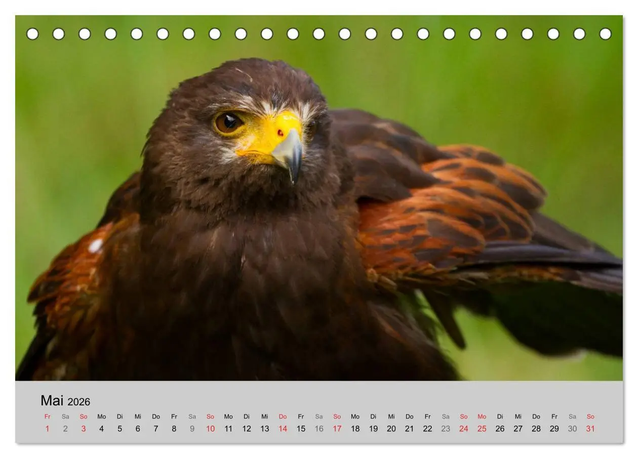 Bild: 9783516120028 | Scharfblick (Tischkalender 2026 DIN A5 quer), CALVENDO Monatskalender