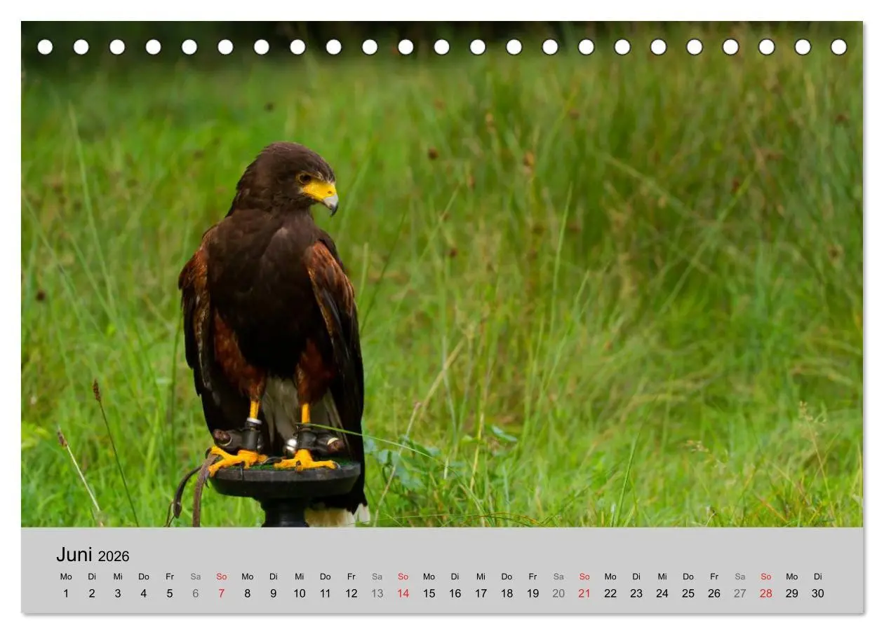Bild: 9783516120028 | Scharfblick (Tischkalender 2026 DIN A5 quer), CALVENDO Monatskalender