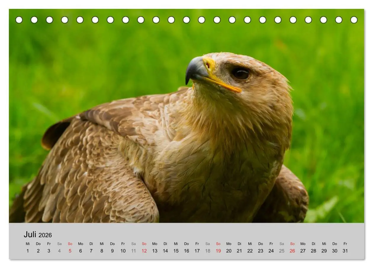 Bild: 9783516120028 | Scharfblick (Tischkalender 2026 DIN A5 quer), CALVENDO Monatskalender