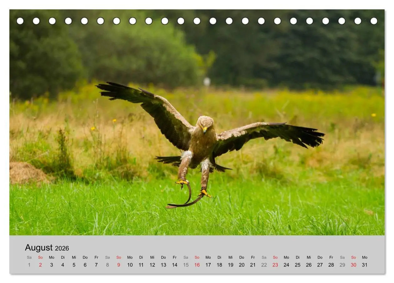 Bild: 9783516120028 | Scharfblick (Tischkalender 2026 DIN A5 quer), CALVENDO Monatskalender