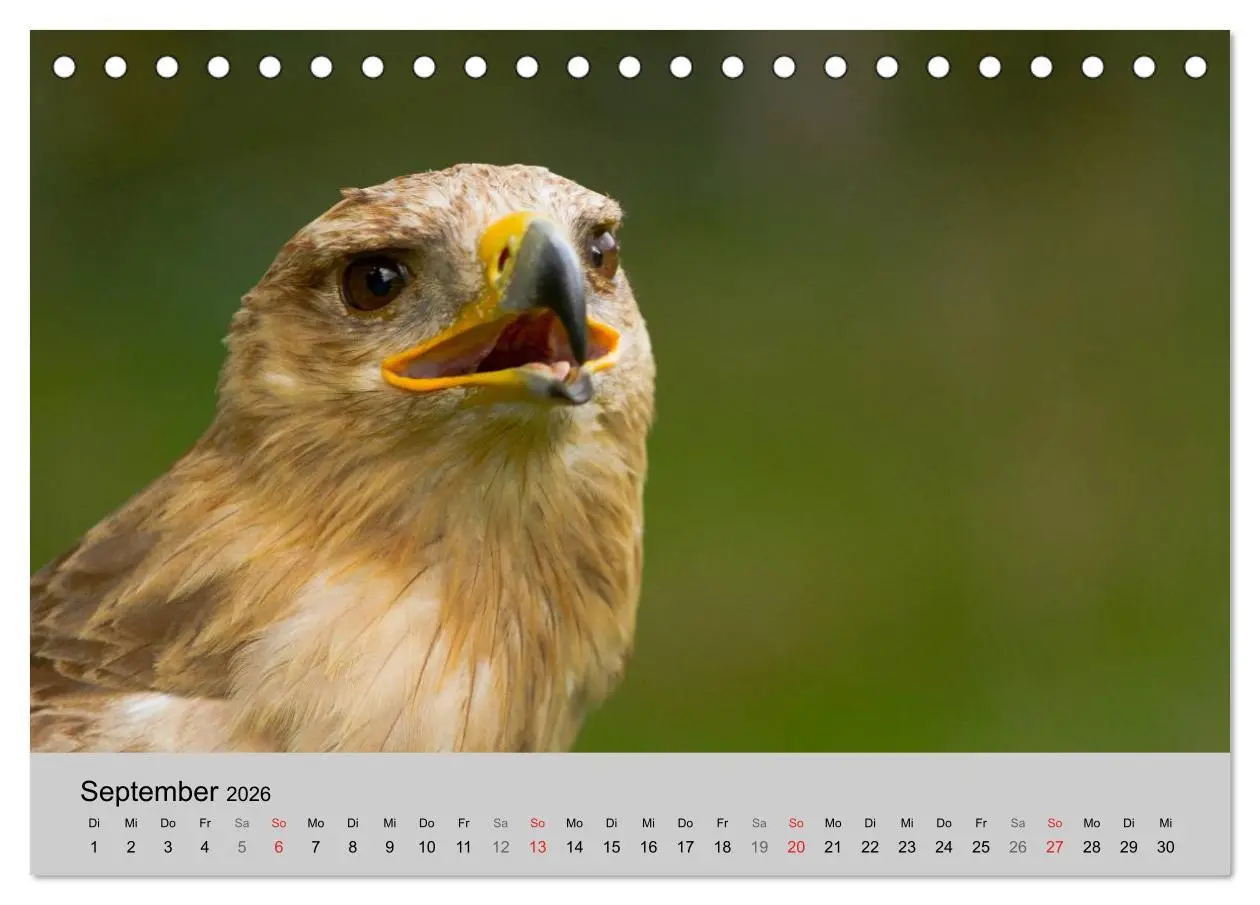 Bild: 9783516120028 | Scharfblick (Tischkalender 2026 DIN A5 quer), CALVENDO Monatskalender