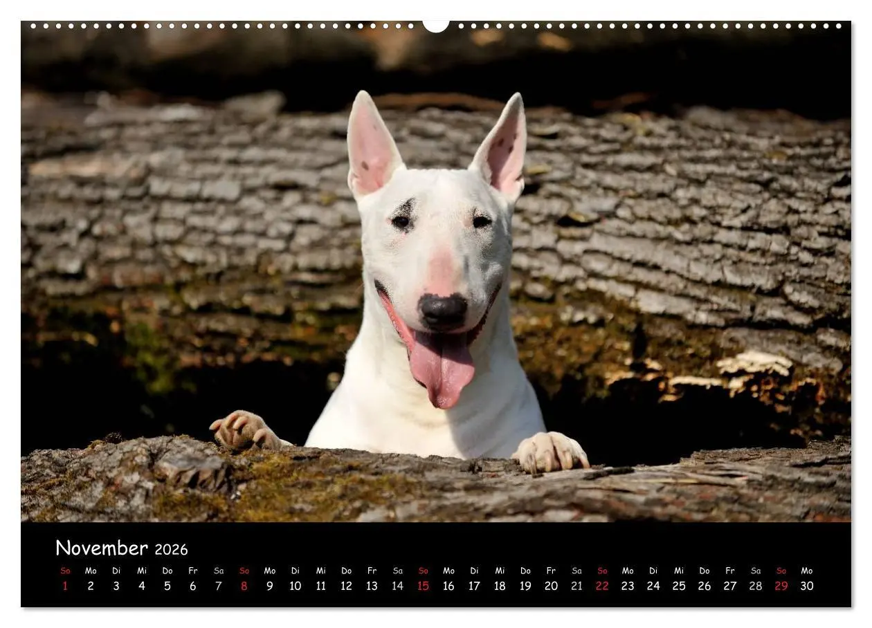 Bild: 9783516040128 | Bullterrier? Was sonst! (hochwertiger Premium Wandkalender 2026 DIN...