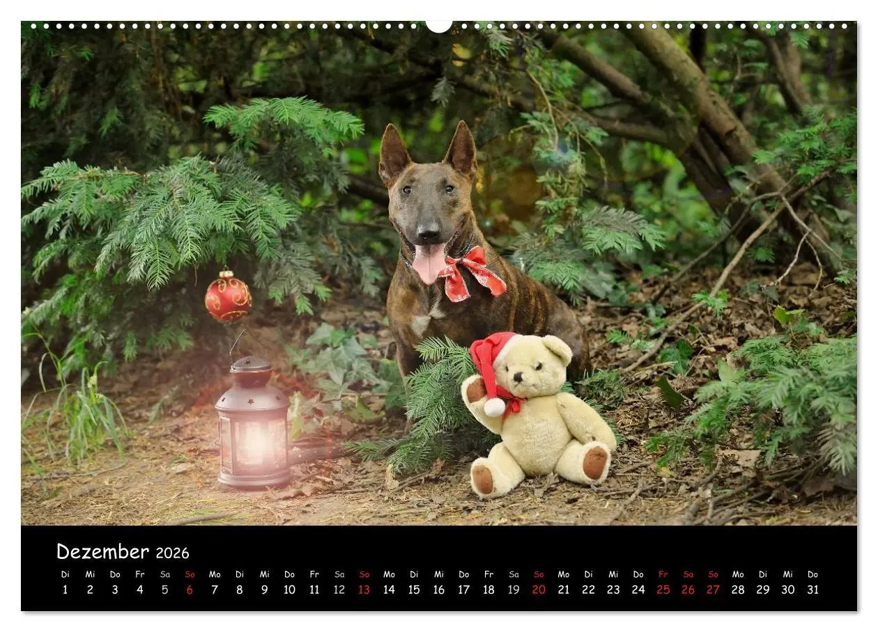 Bild: 9783516040128 | Bullterrier? Was sonst! (hochwertiger Premium Wandkalender 2026 DIN...