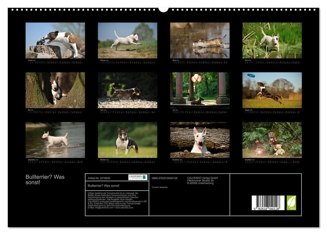 Bild: 9783516040128 | Bullterrier? Was sonst! (hochwertiger Premium Wandkalender 2026 DIN...