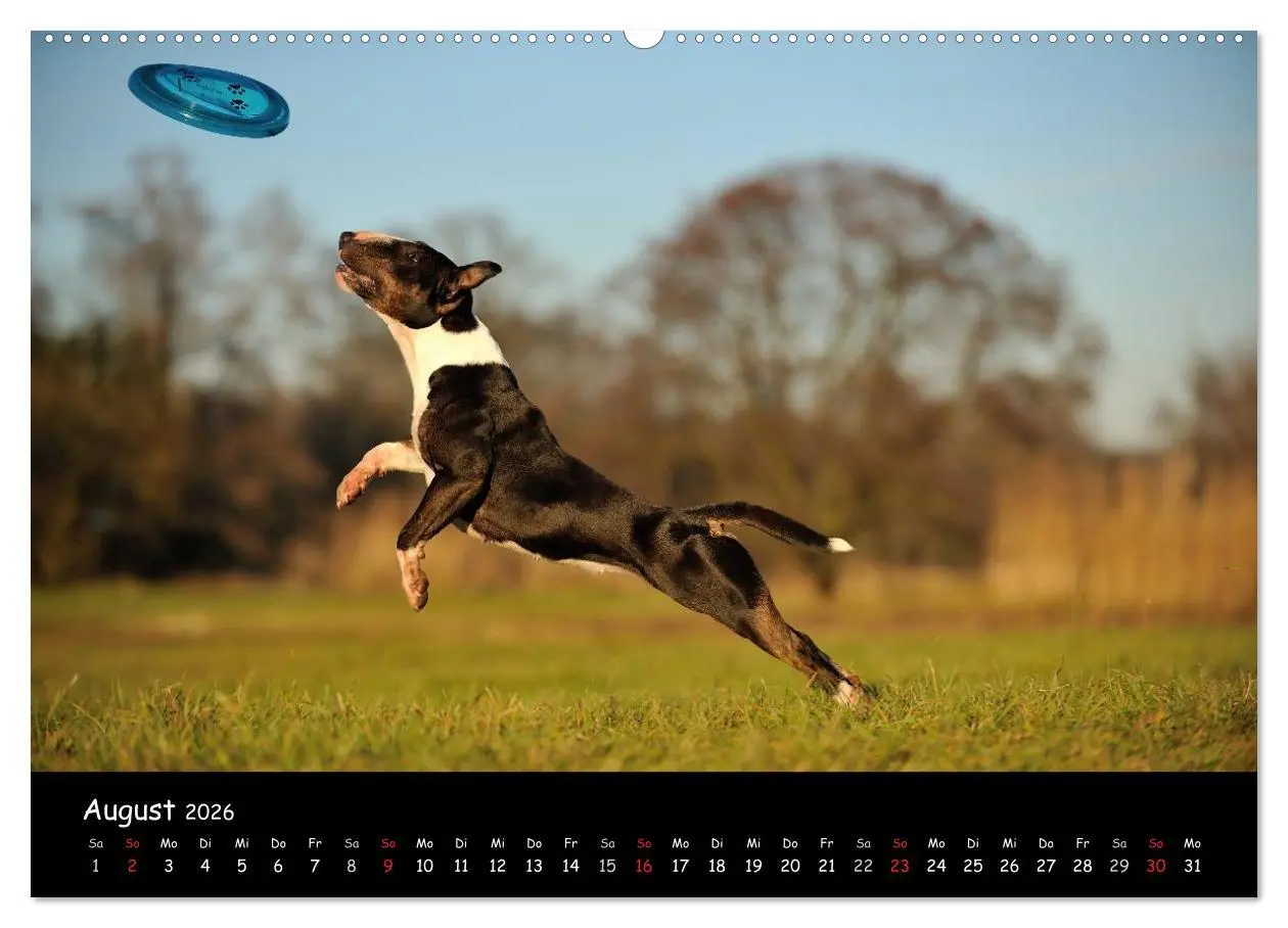 Bild: 9783516040128 | Bullterrier? Was sonst! (hochwertiger Premium Wandkalender 2026 DIN...