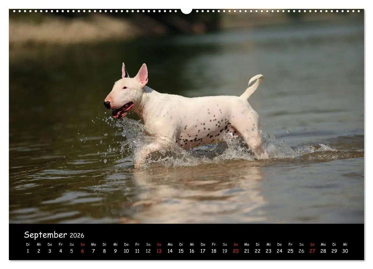 Bild: 9783516040128 | Bullterrier? Was sonst! (hochwertiger Premium Wandkalender 2026 DIN...