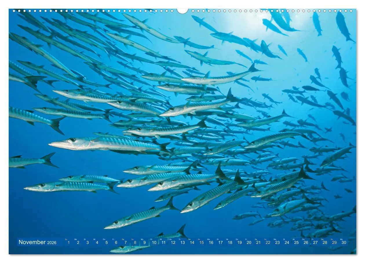 Bild: 9783457490228 | Tauchen: Wunderbares tiefblaues Meer (hochwertiger Premium...