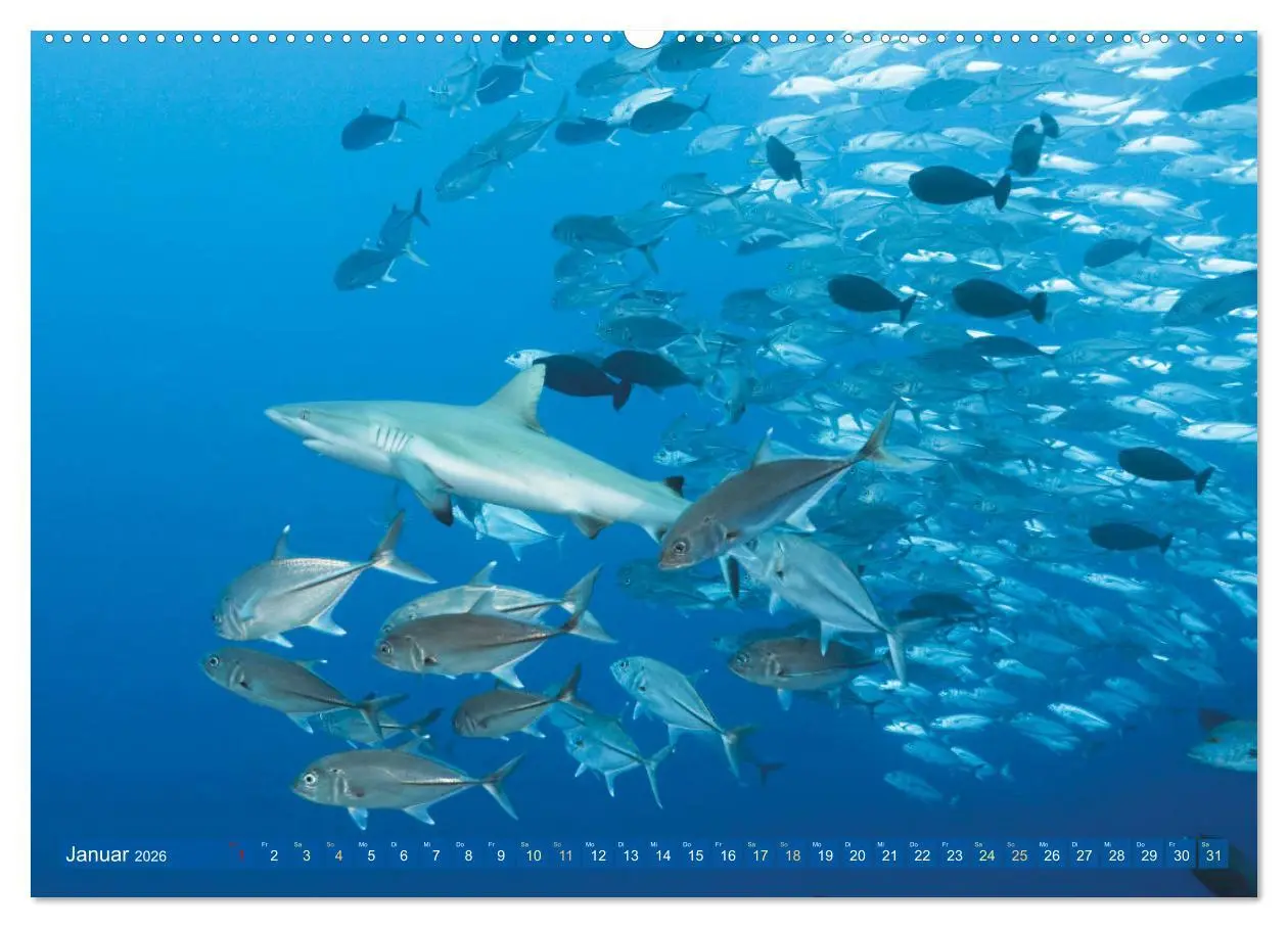 Bild: 9783457490228 | Tauchen: Wunderbares tiefblaues Meer (hochwertiger Premium...
