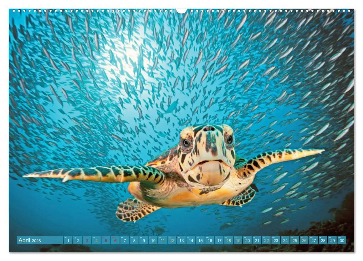 Bild: 9783457490228 | Tauchen: Wunderbares tiefblaues Meer (hochwertiger Premium...