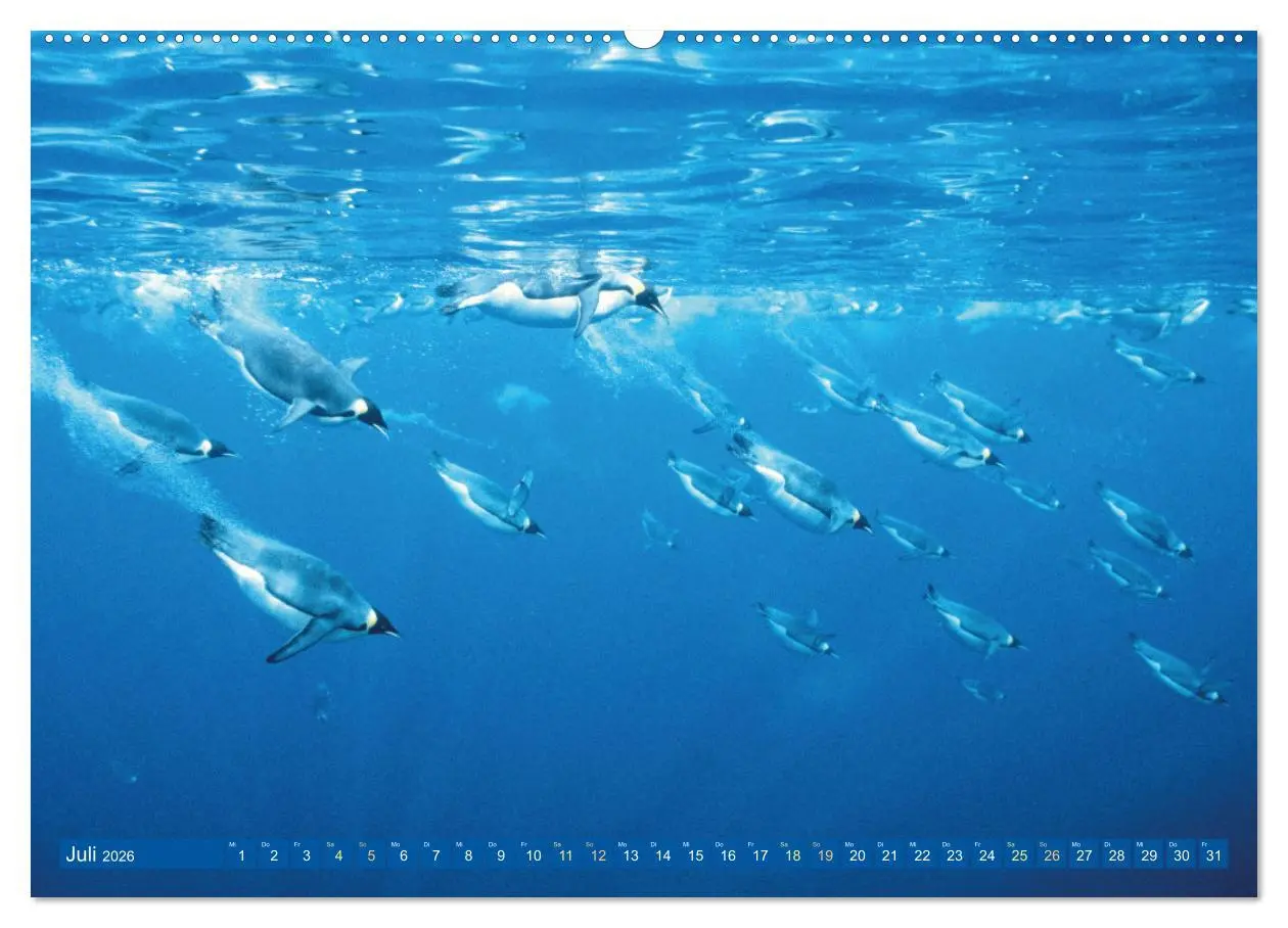 Bild: 9783457490228 | Tauchen: Wunderbares tiefblaues Meer (hochwertiger Premium...