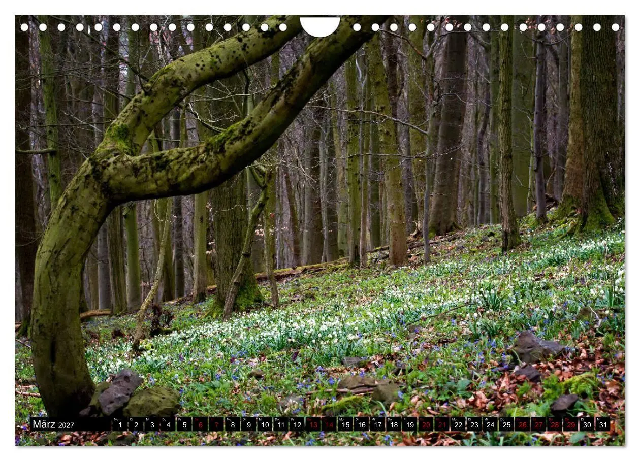 Bild: 9783569810228 | Die Rhön (Wandkalender 2027 DIN A4 quer), CALVENDO Monatskalender