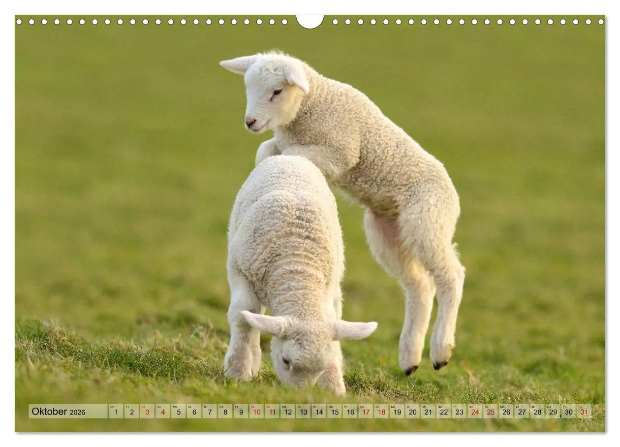 Bild: 9783457790328 | Springende Lämmer: Lebensfreude pur (Wandkalender 2026 DIN A3...