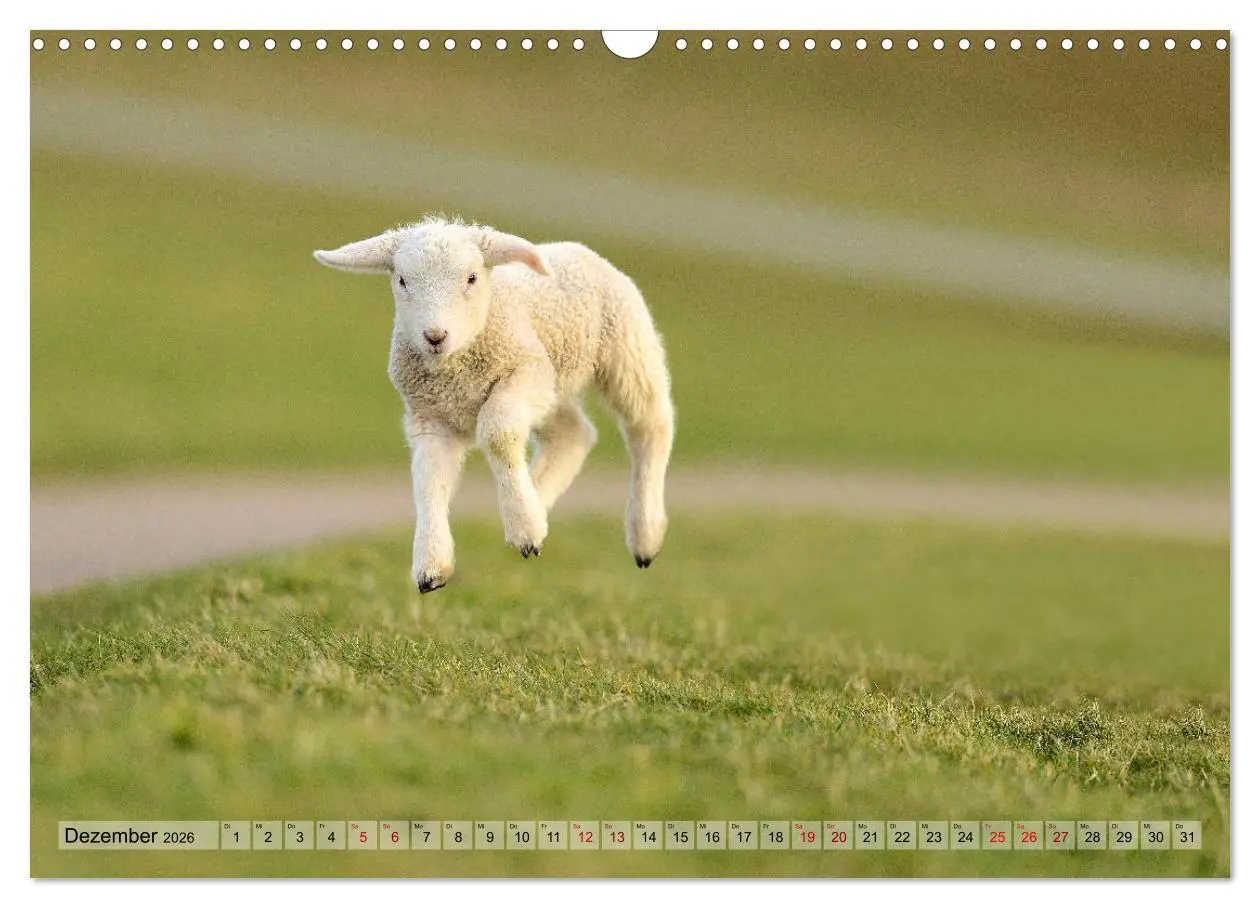 Bild: 9783457790328 | Springende Lämmer: Lebensfreude pur (Wandkalender 2026 DIN A3...