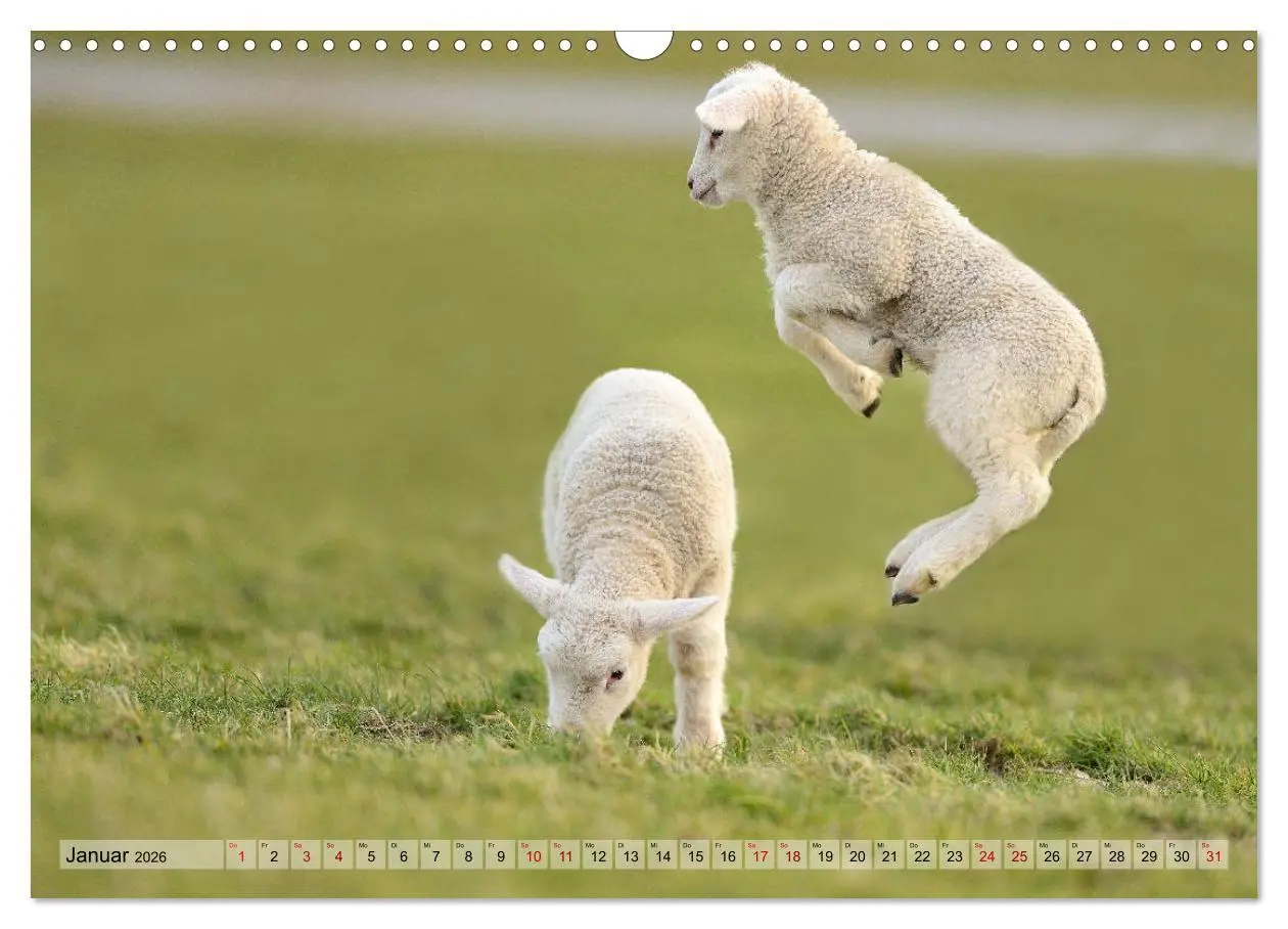 Bild: 9783457790328 | Springende Lämmer: Lebensfreude pur (Wandkalender 2026 DIN A3...