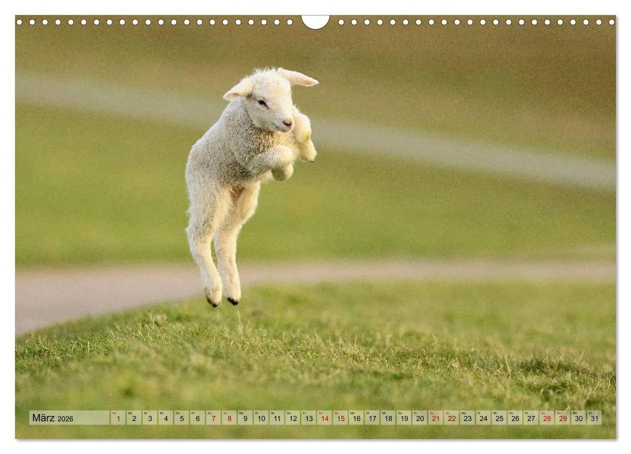 Bild: 9783457790328 | Springende Lämmer: Lebensfreude pur (Wandkalender 2026 DIN A3...