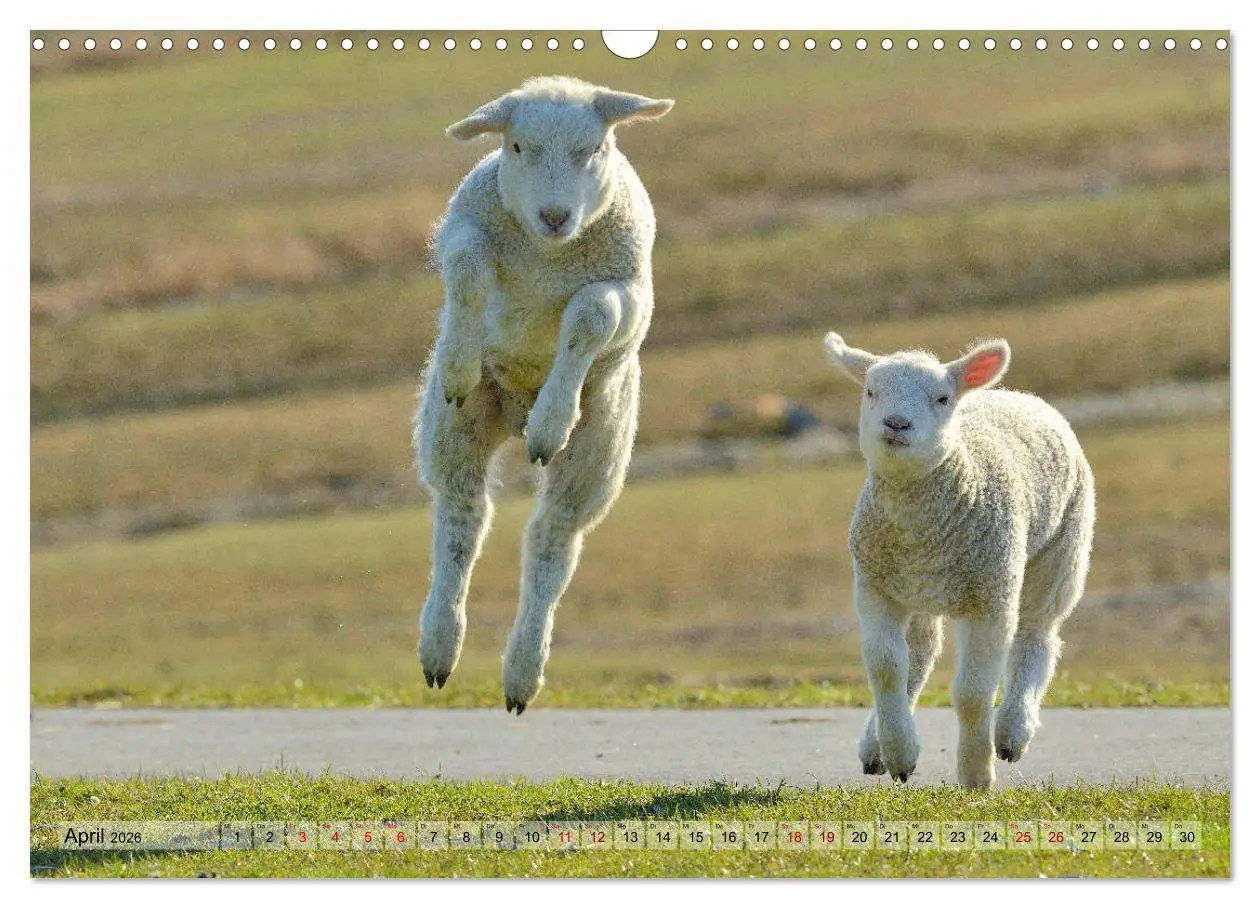 Bild: 9783457790328 | Springende Lämmer: Lebensfreude pur (Wandkalender 2026 DIN A3...