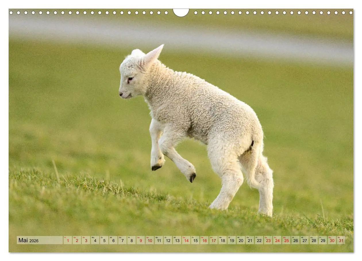 Bild: 9783457790328 | Springende Lämmer: Lebensfreude pur (Wandkalender 2026 DIN A3...