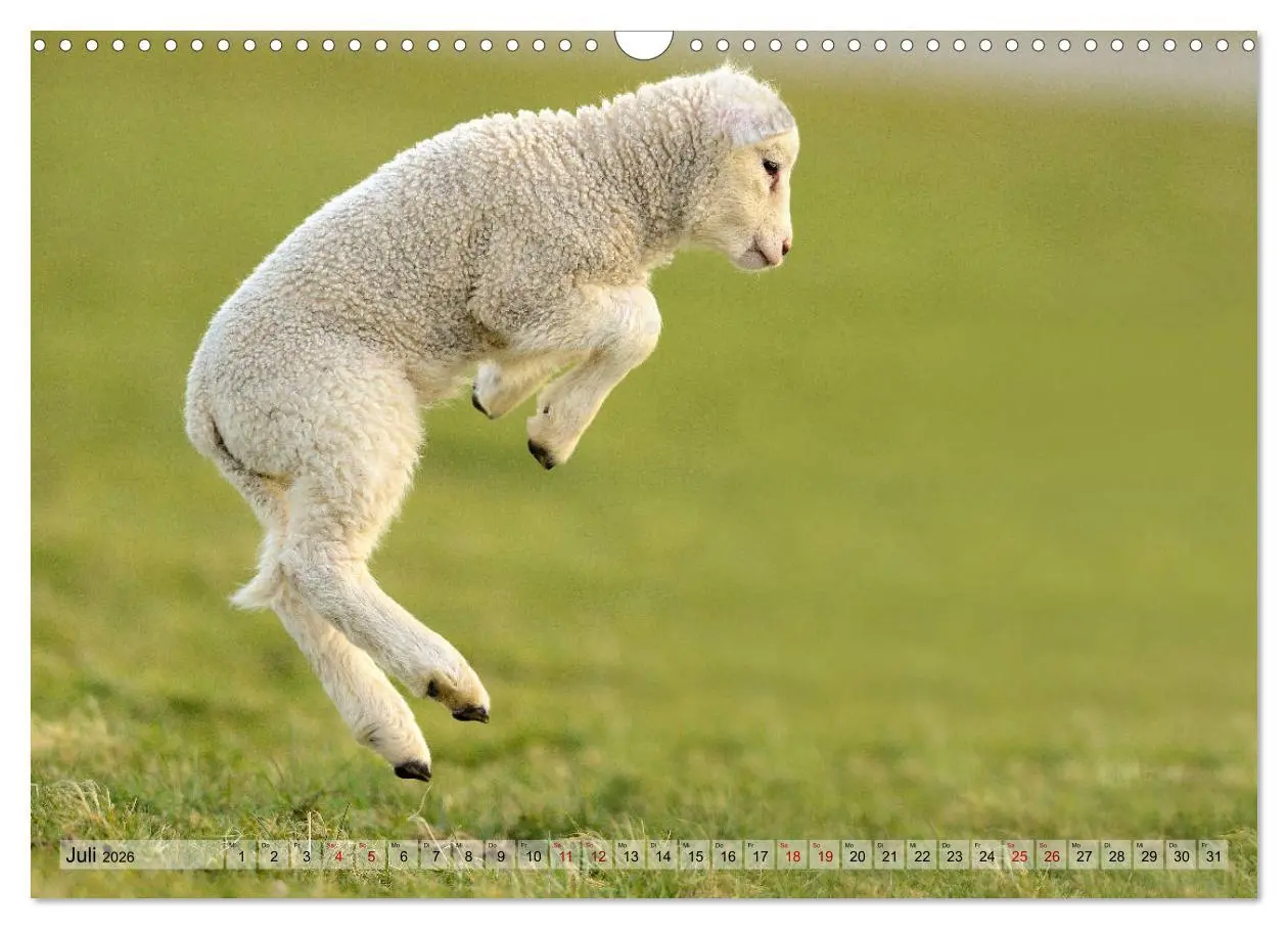 Bild: 9783457790328 | Springende Lämmer: Lebensfreude pur (Wandkalender 2026 DIN A3...