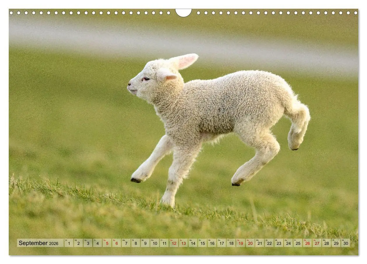 Bild: 9783457790328 | Springende Lämmer: Lebensfreude pur (Wandkalender 2026 DIN A3...