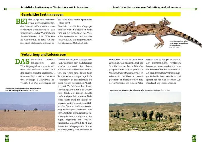 Bild: 9783866590328 | Der Dünnfingergecko | Stenodactylus stenodactylus | Jens Rauh | Buch