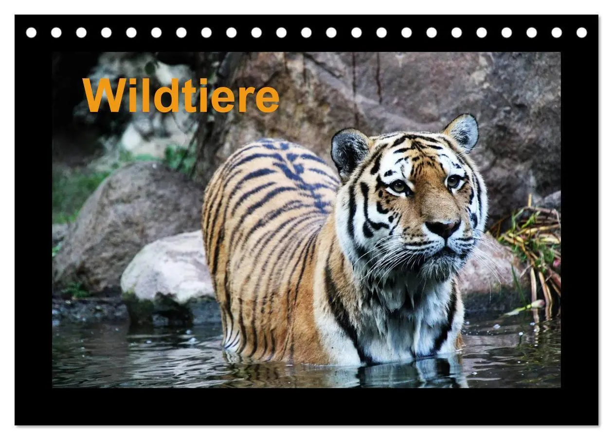 Cover: 9783516180428 | Wildtiere (Tischkalender 2026 DIN A5 quer), CALVENDO Monatskalender