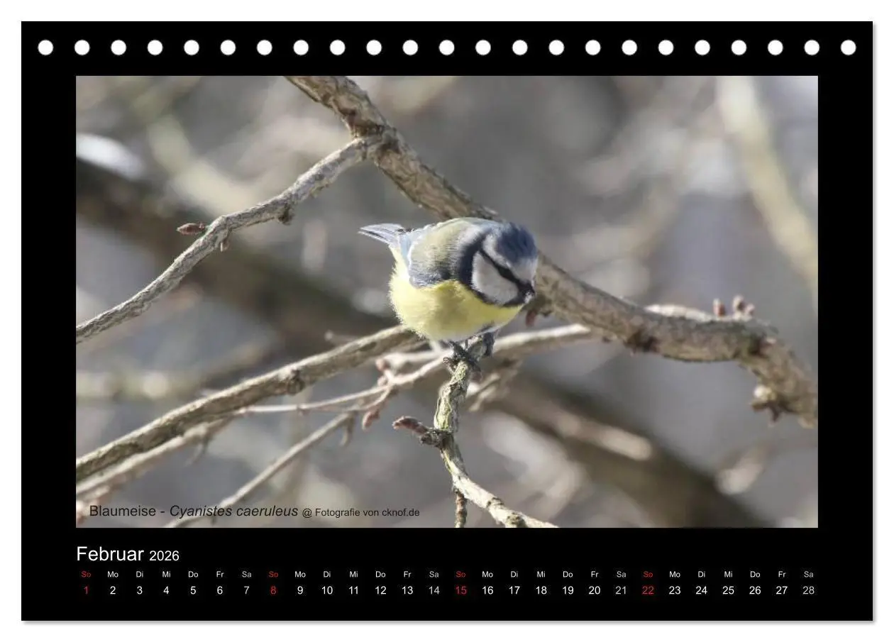 Bild: 9783516180428 | Wildtiere (Tischkalender 2026 DIN A5 quer), CALVENDO Monatskalender