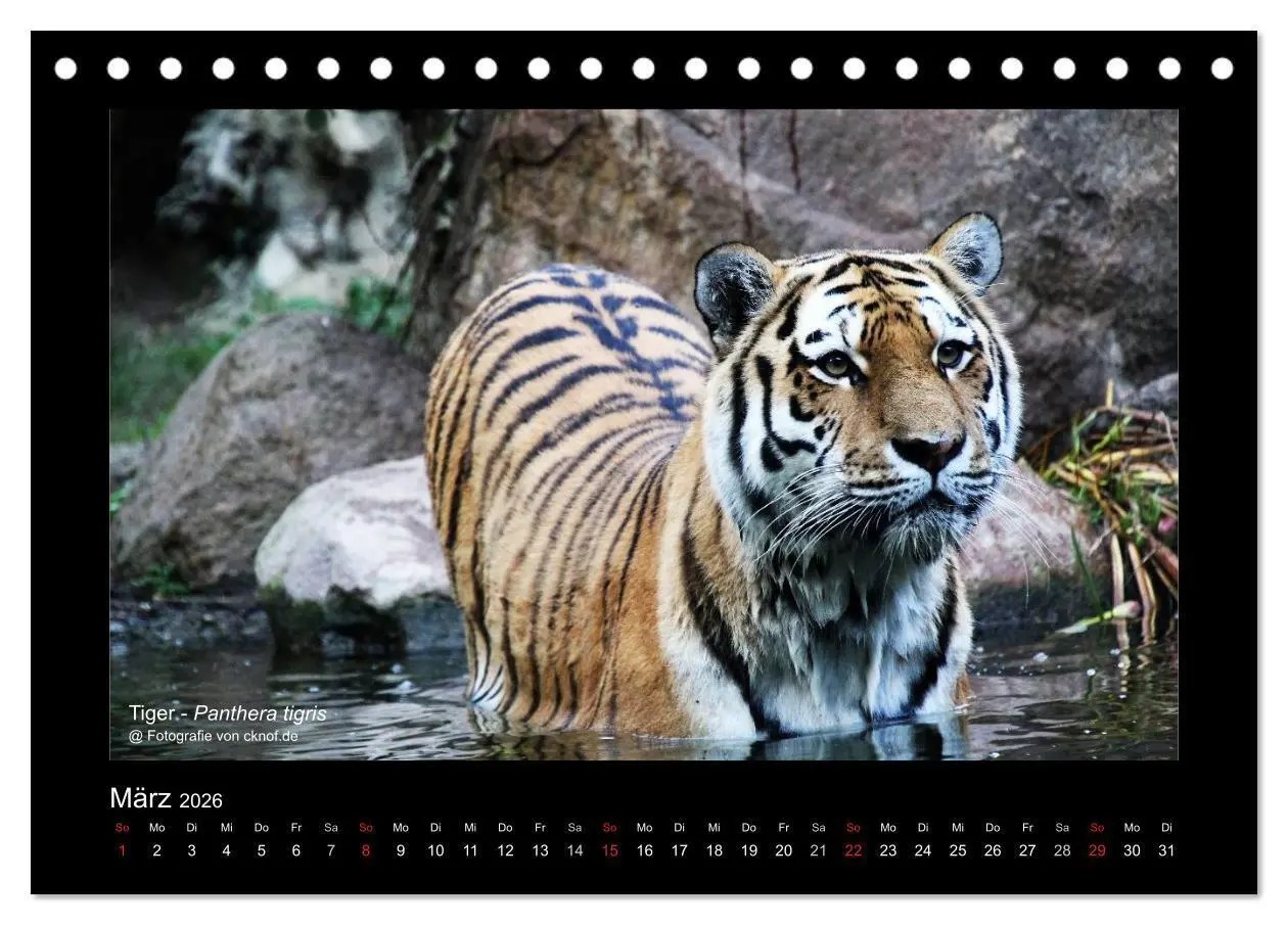 Bild: 9783516180428 | Wildtiere (Tischkalender 2026 DIN A5 quer), CALVENDO Monatskalender