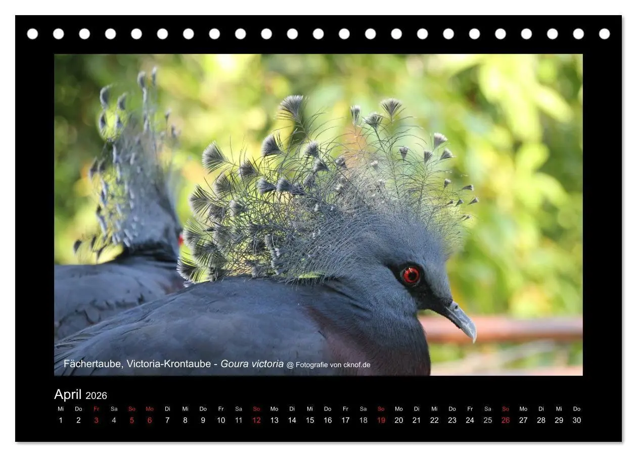 Bild: 9783516180428 | Wildtiere (Tischkalender 2026 DIN A5 quer), CALVENDO Monatskalender