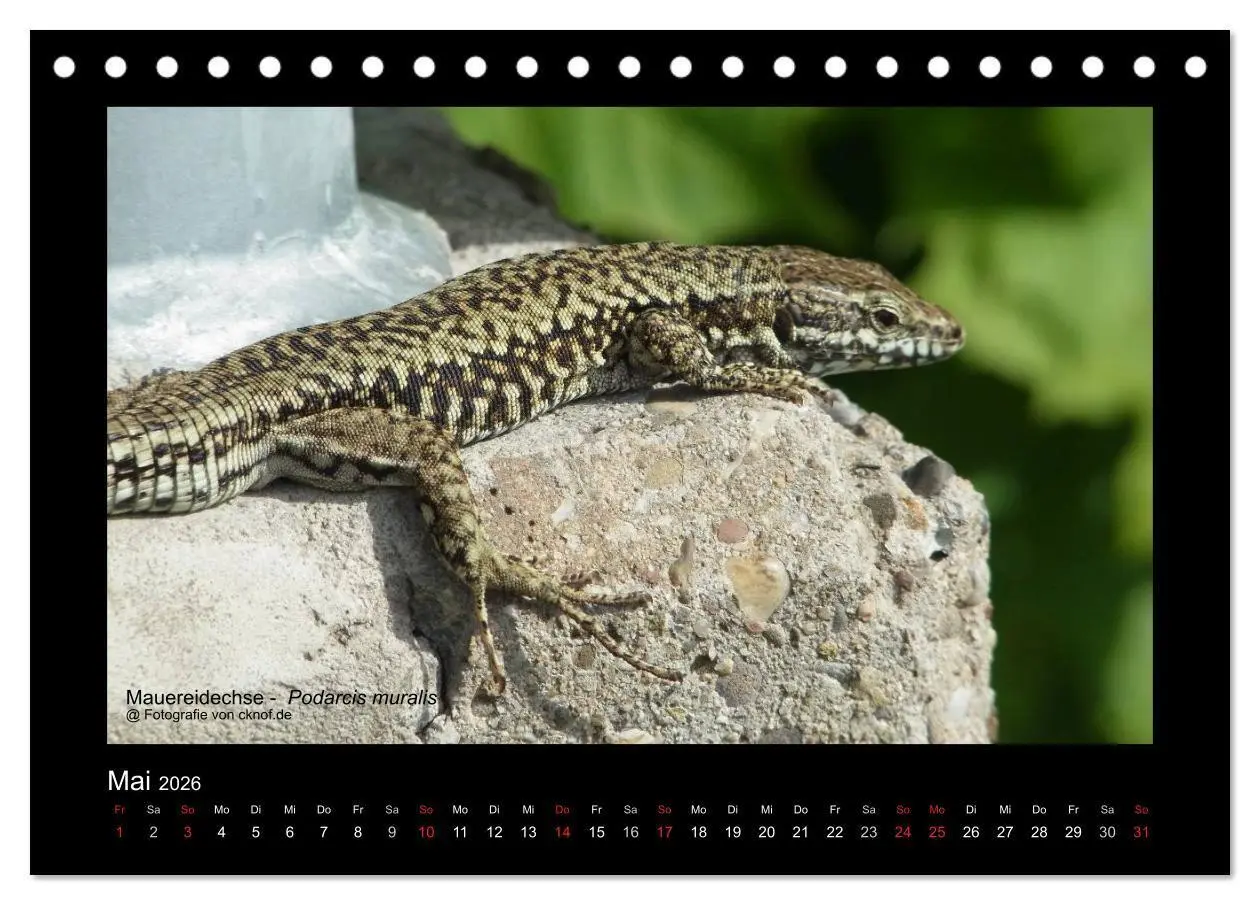 Bild: 9783516180428 | Wildtiere (Tischkalender 2026 DIN A5 quer), CALVENDO Monatskalender