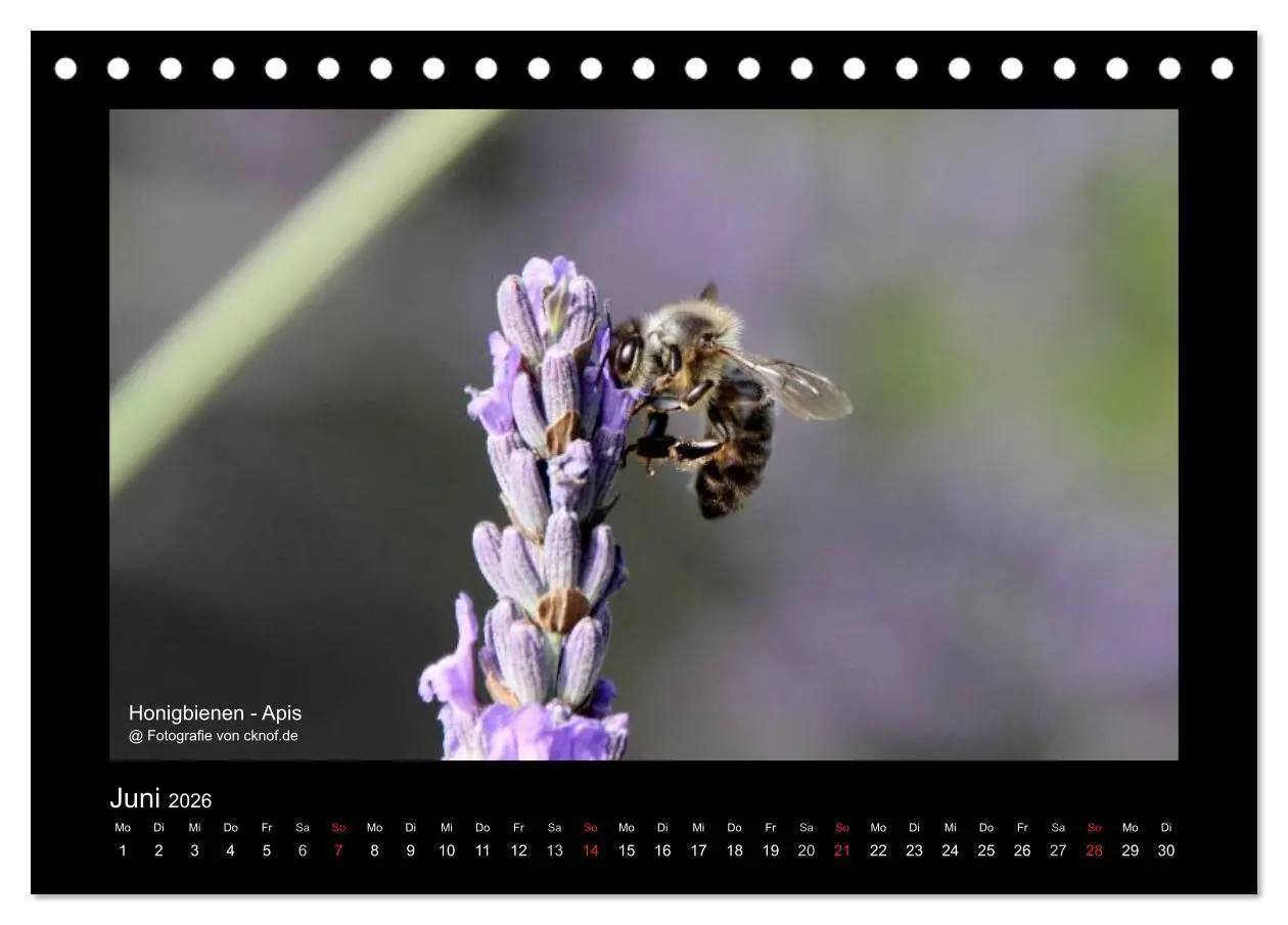 Bild: 9783516180428 | Wildtiere (Tischkalender 2026 DIN A5 quer), CALVENDO Monatskalender