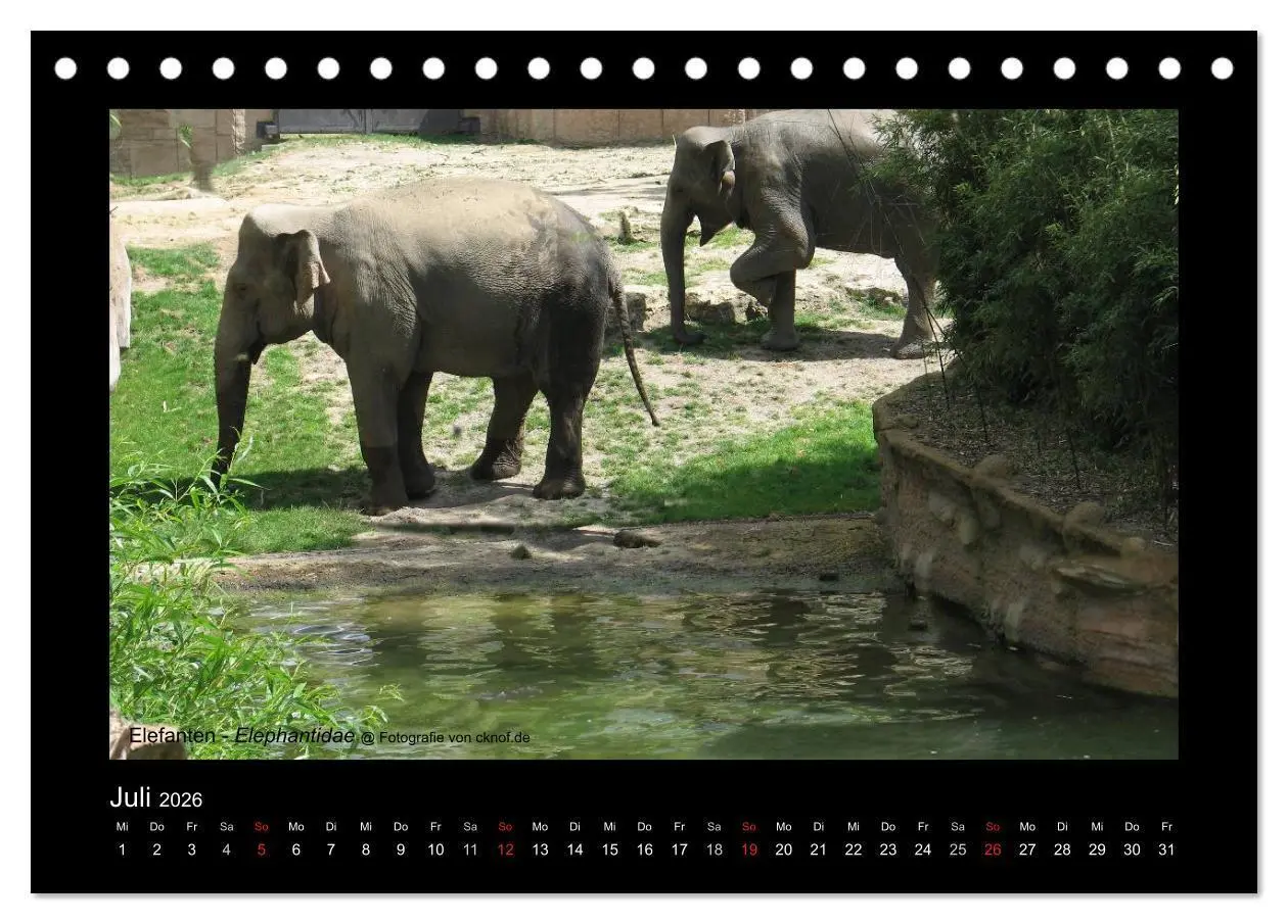 Bild: 9783516180428 | Wildtiere (Tischkalender 2026 DIN A5 quer), CALVENDO Monatskalender