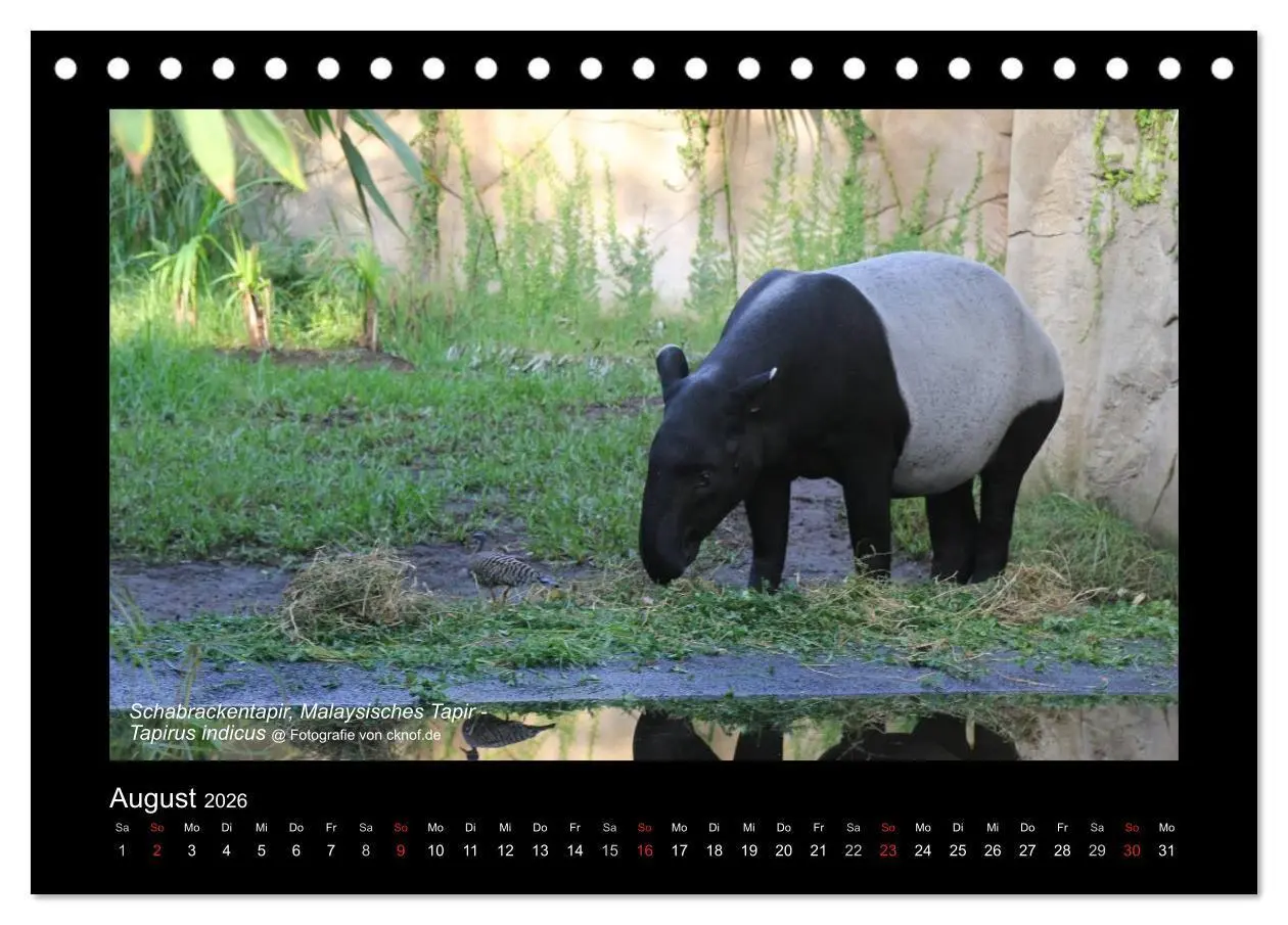Bild: 9783516180428 | Wildtiere (Tischkalender 2026 DIN A5 quer), CALVENDO Monatskalender