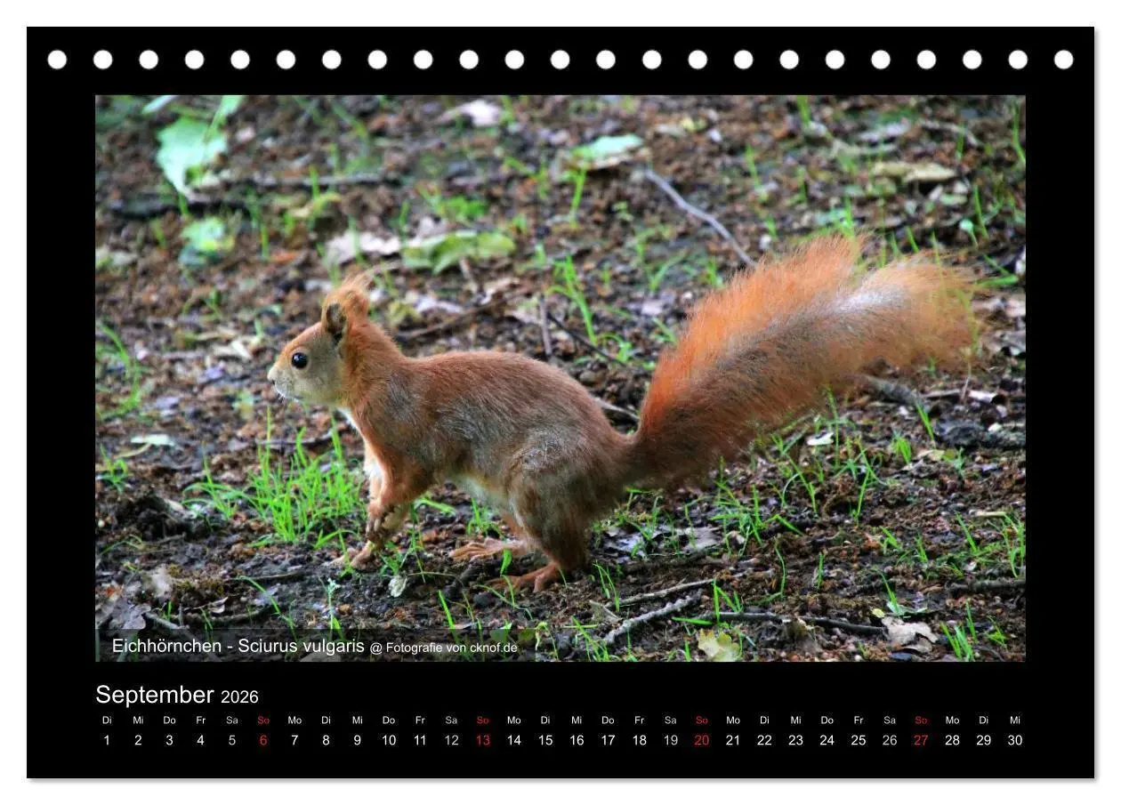 Bild: 9783516180428 | Wildtiere (Tischkalender 2026 DIN A5 quer), CALVENDO Monatskalender