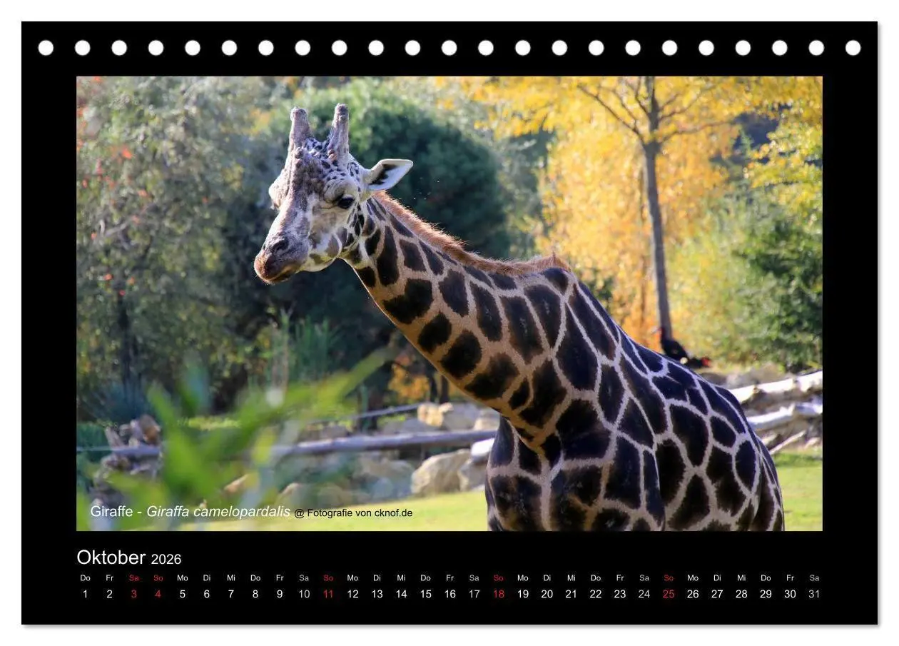 Bild: 9783516180428 | Wildtiere (Tischkalender 2026 DIN A5 quer), CALVENDO Monatskalender