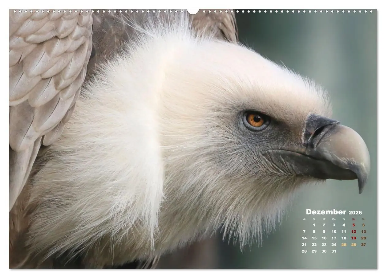 Bild: 9783457460528 | GEIERPORTRÄTS (hochwertiger Premium Wandkalender 2026 DIN A2 quer),...