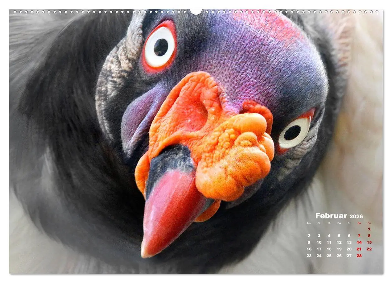 Bild: 9783457460528 | GEIERPORTRÄTS (hochwertiger Premium Wandkalender 2026 DIN A2 quer),...
