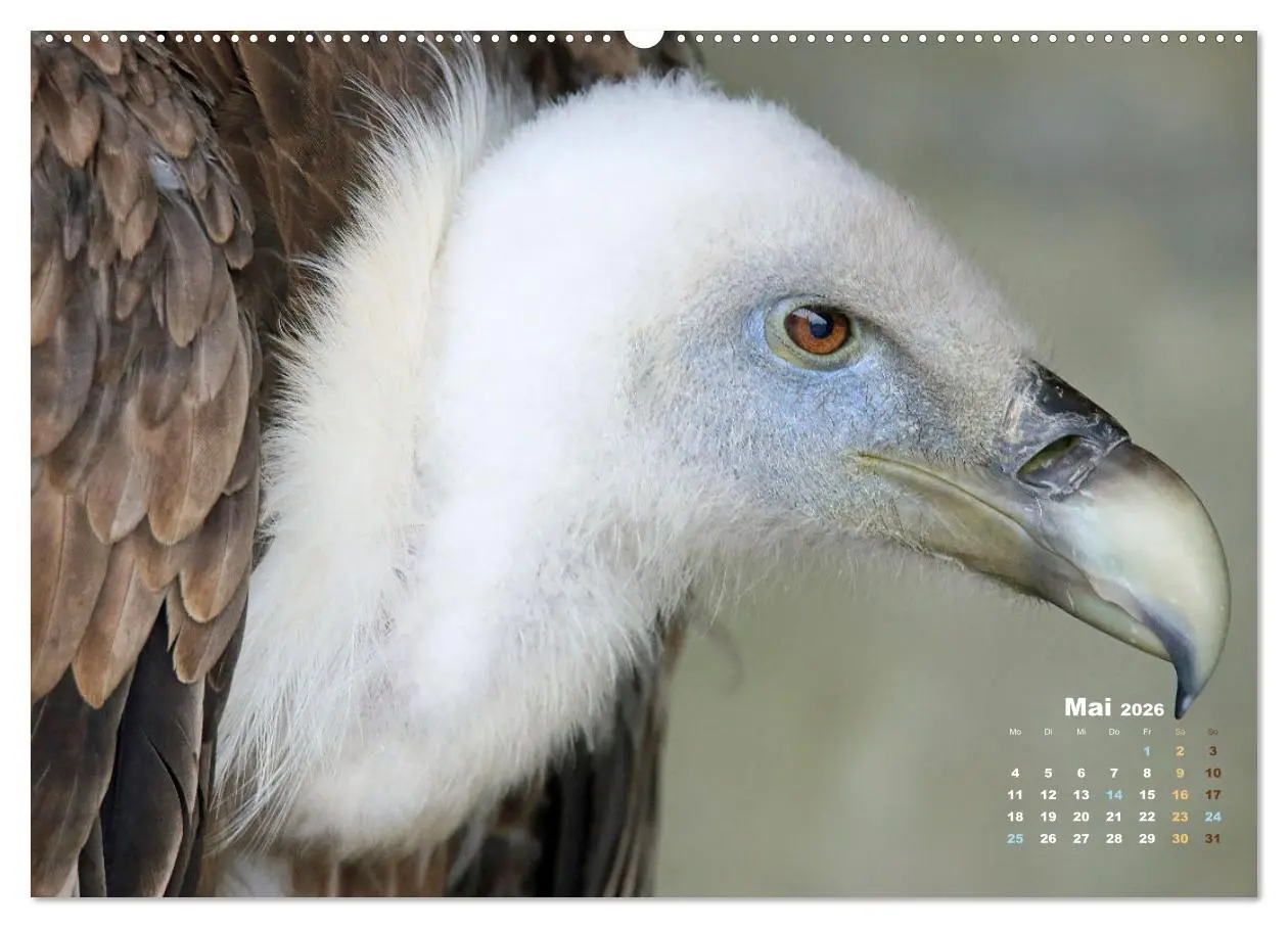 Bild: 9783457460528 | GEIERPORTRÄTS (hochwertiger Premium Wandkalender 2026 DIN A2 quer),...