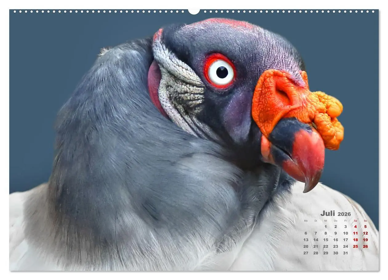 Bild: 9783457460528 | GEIERPORTRÄTS (hochwertiger Premium Wandkalender 2026 DIN A2 quer),...