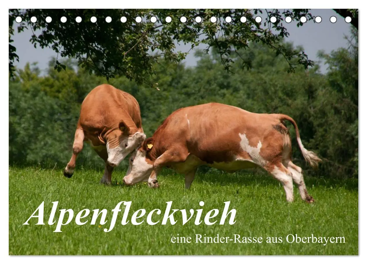Cover: 9783516220728 | Alpenfleckvieh (Tischkalender 2026 DIN A5 quer), CALVENDO...
