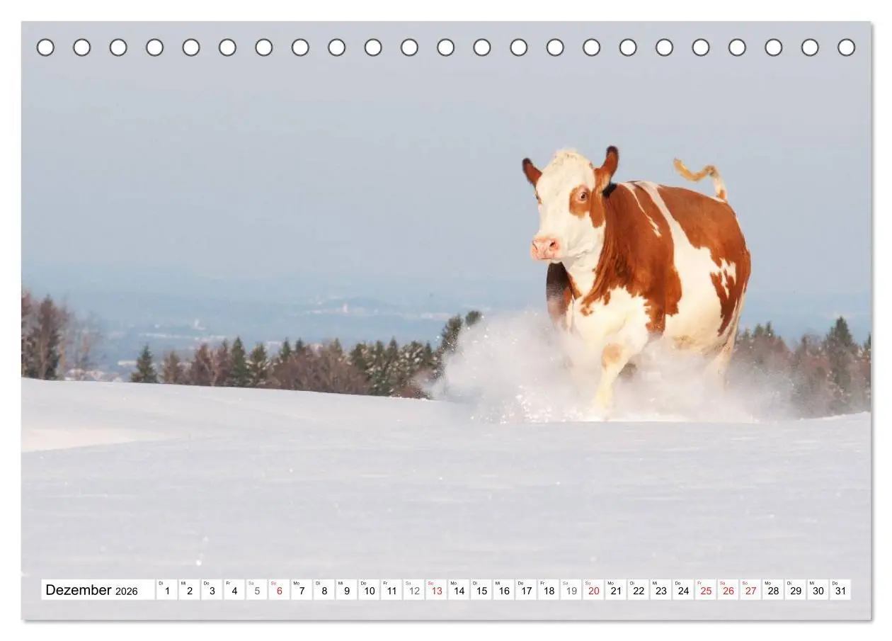 Bild: 9783516220728 | Alpenfleckvieh (Tischkalender 2026 DIN A5 quer), CALVENDO...