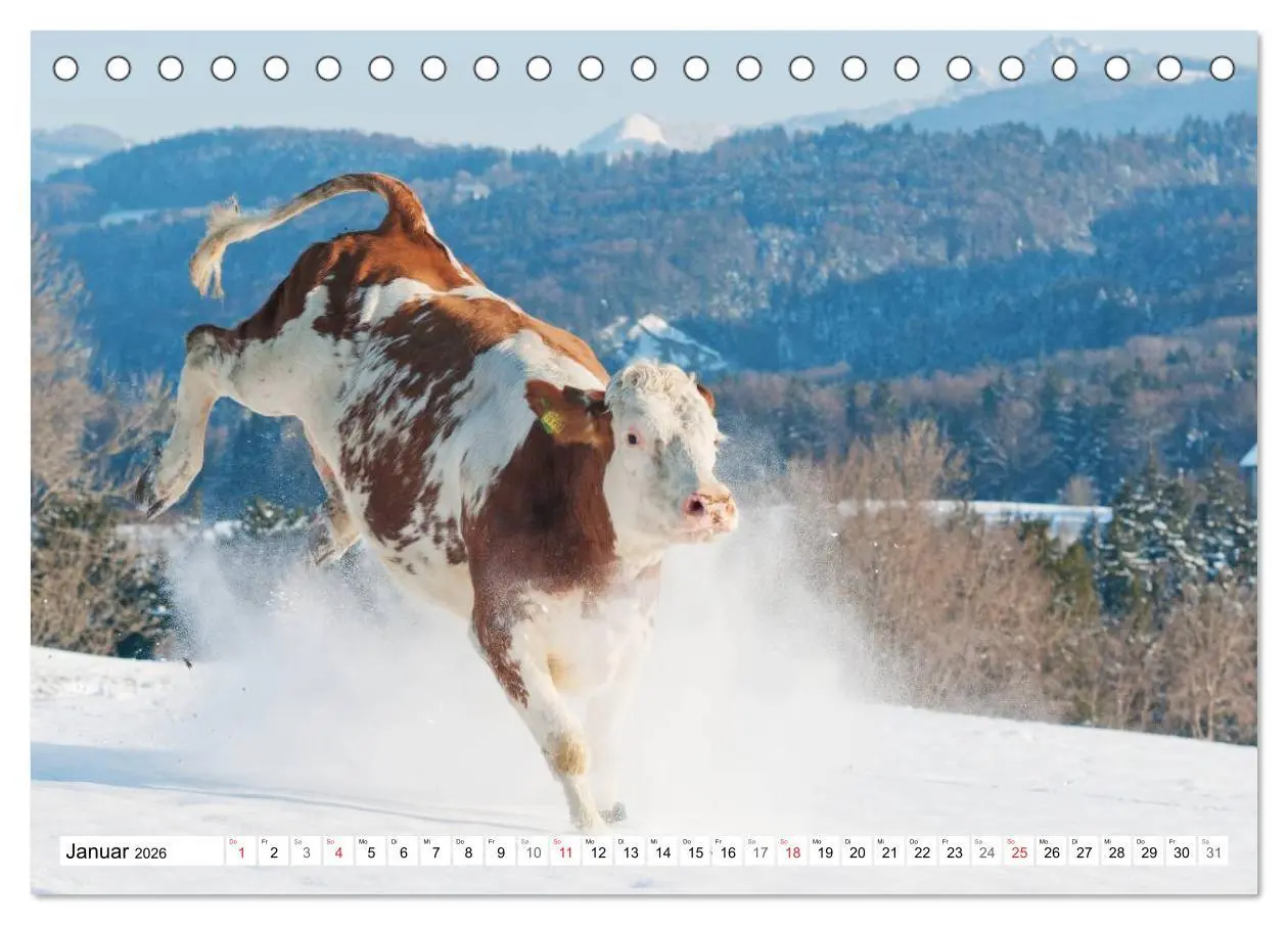 Bild: 9783516220728 | Alpenfleckvieh (Tischkalender 2026 DIN A5 quer), CALVENDO...